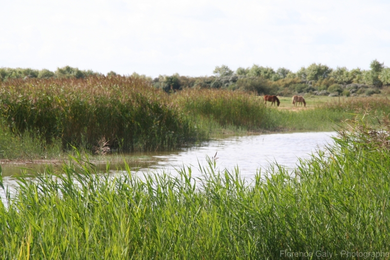 2-chevaux-dans-la-baie-de-somme