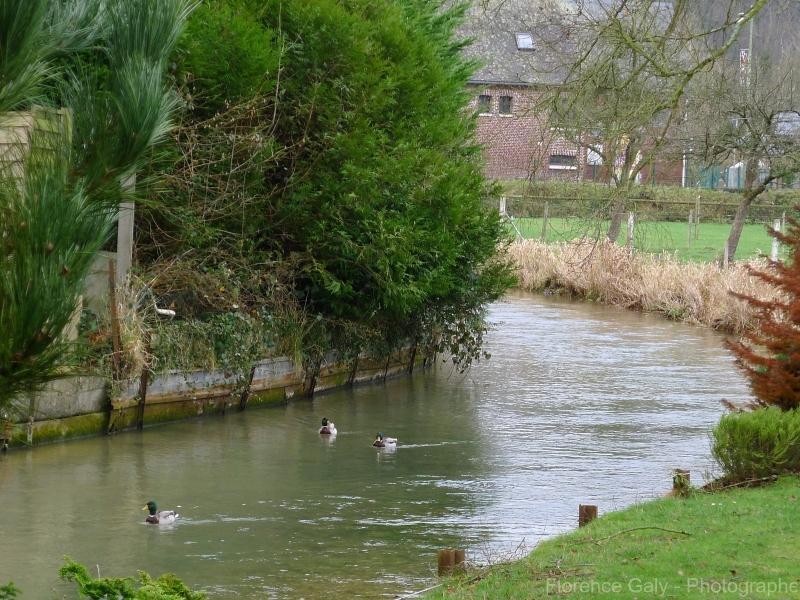 3-canard-en-normandie