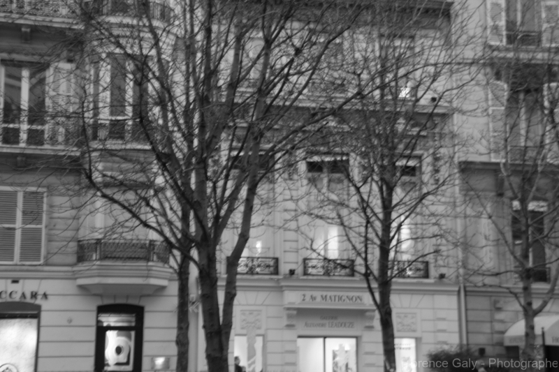 Arbre-et-facade-a-paris-8em