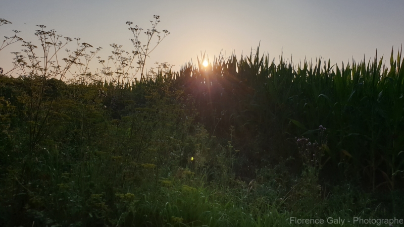 FG-nature-24