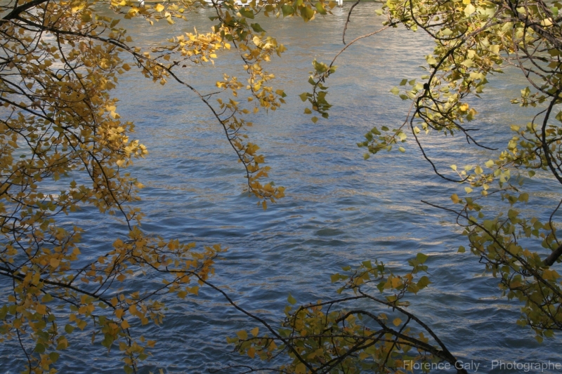 Seine-et-feuilles-d-arbre