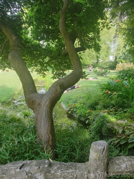 arbre-en-y-au-parc-carnot