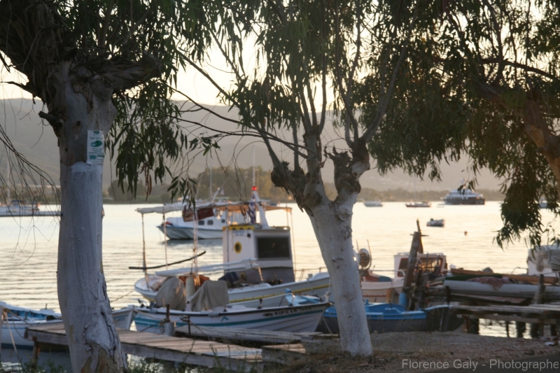 arbres-jumeaux-sur-un-port-en-grece