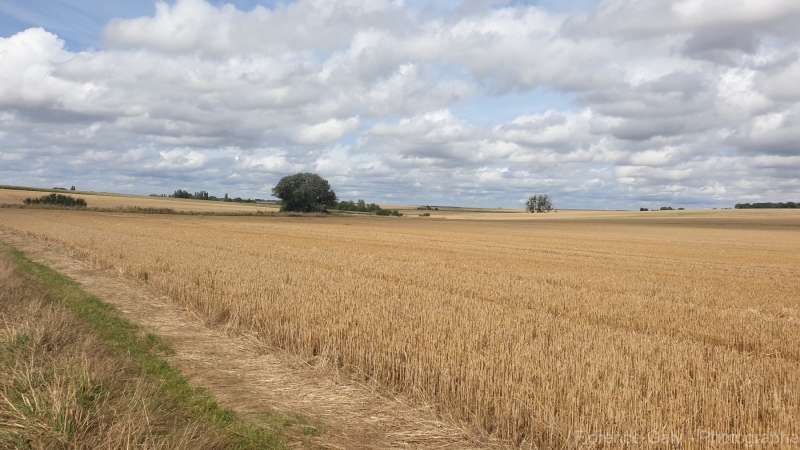 champs-a-la-campagne