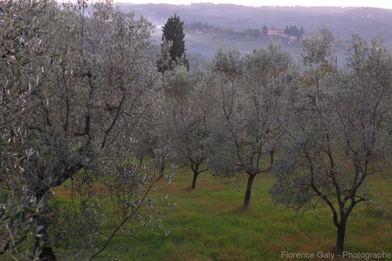 champs-d-oliviers-a-cote-de-Florence