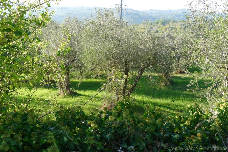 champs-d-oliviers-en-italie