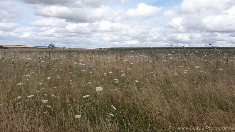 champs-de-fleurs-blanche
