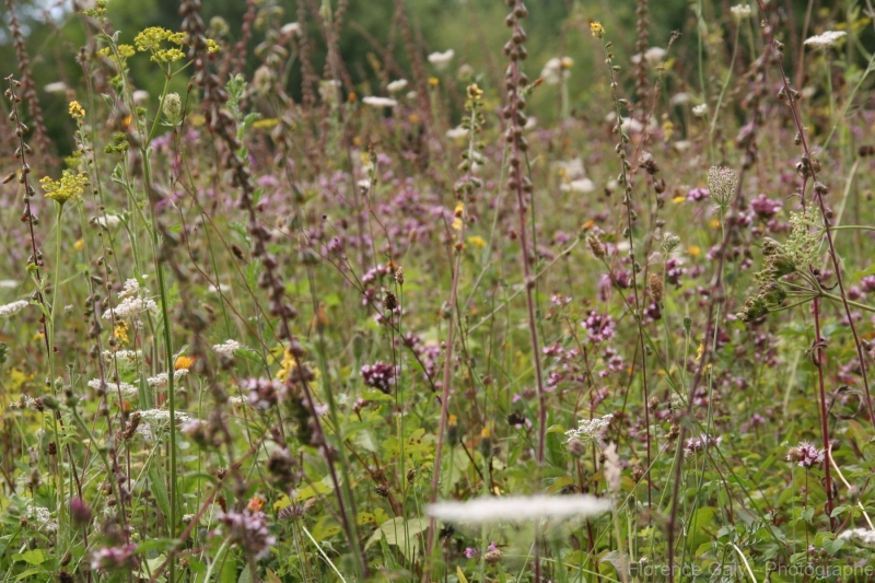 champs-de-fleurs-sauvage