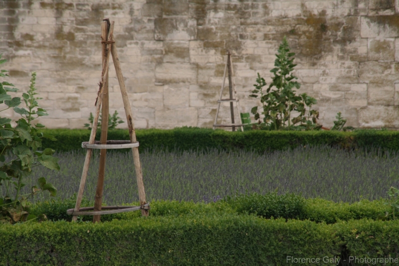 champs-de-lavande-aux-tuileries