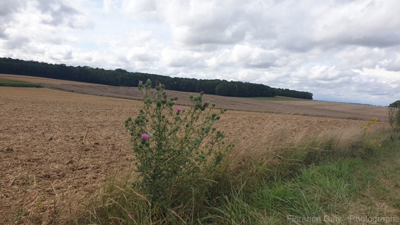 chardon-fleur-rose