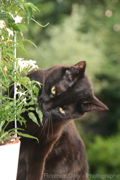 chat-noir-interesse-par-du-chevrefeuille