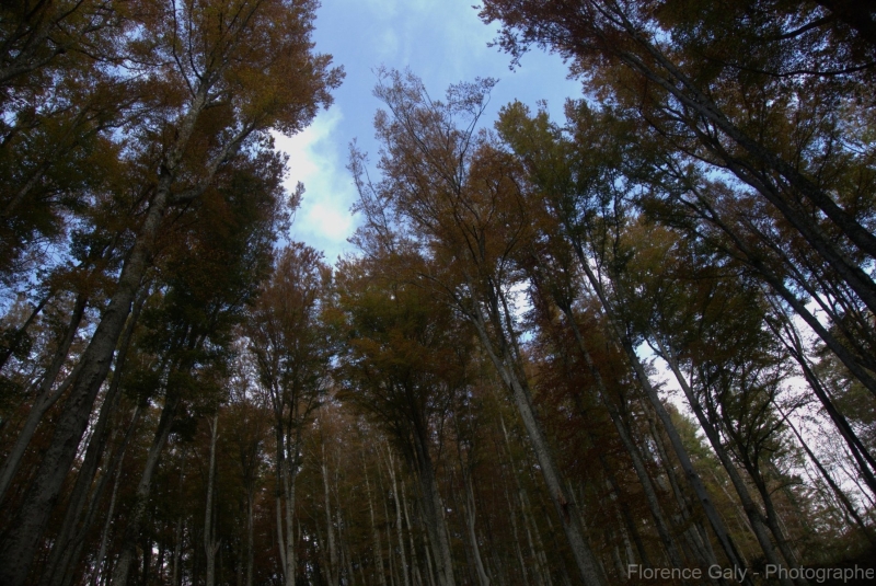 cimes-d-arbres-en-Italie-2