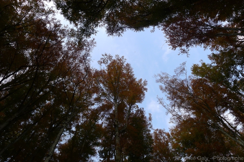 cimes-d-arbres-en-Italie
