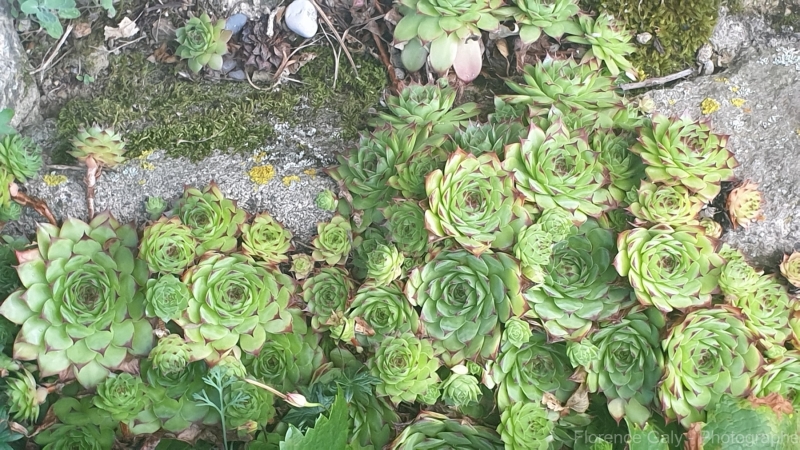 composition-vegetale
