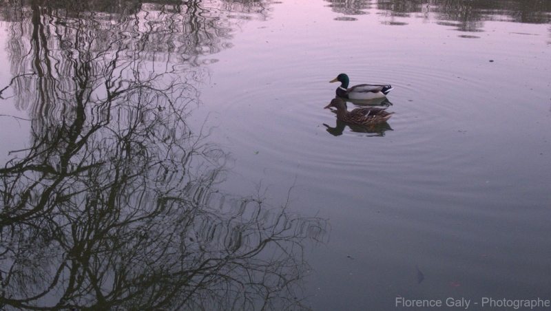couple-de-canard-au-parc-des-buttes-chaumonts