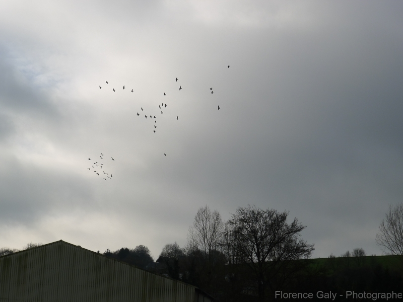 envol-d-oiseaux-en-normandie-2