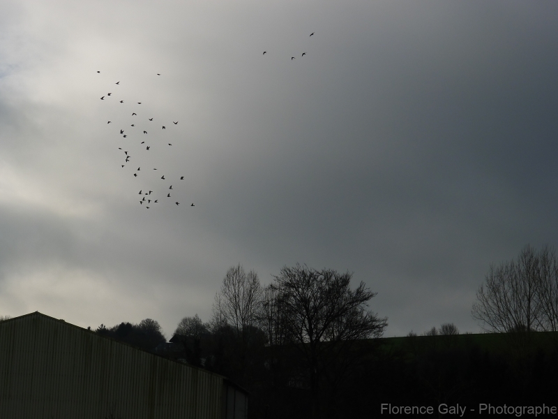 envol-d-oiseaux-en-normandie