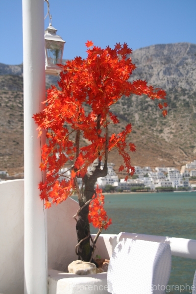 erable-rouge-en-grece