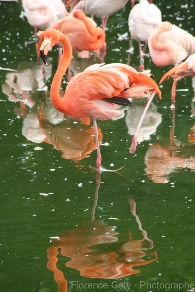 flamant-rose-sur-une-patte