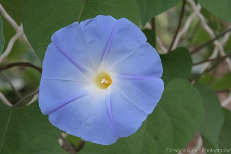 fleur-bleu