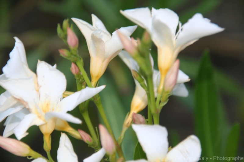 fleurs-blanche