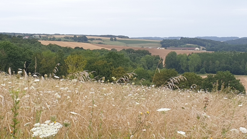 fleurs-buccoliques-a-la-ferte-sous-jouarre