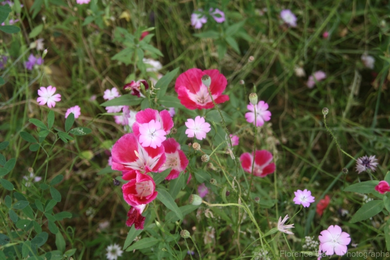 fleurs-bucolique
