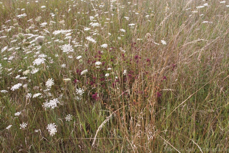 fleurs-des-champs