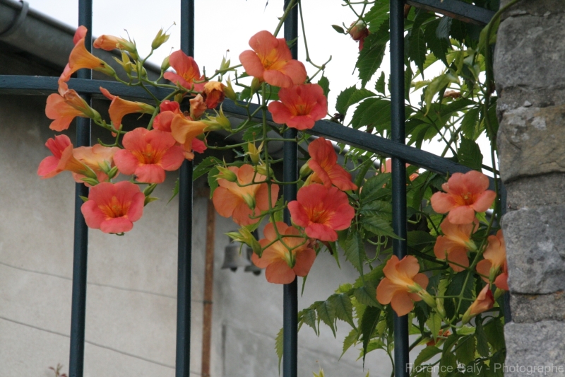 fleurs-orange-sur-une-grille