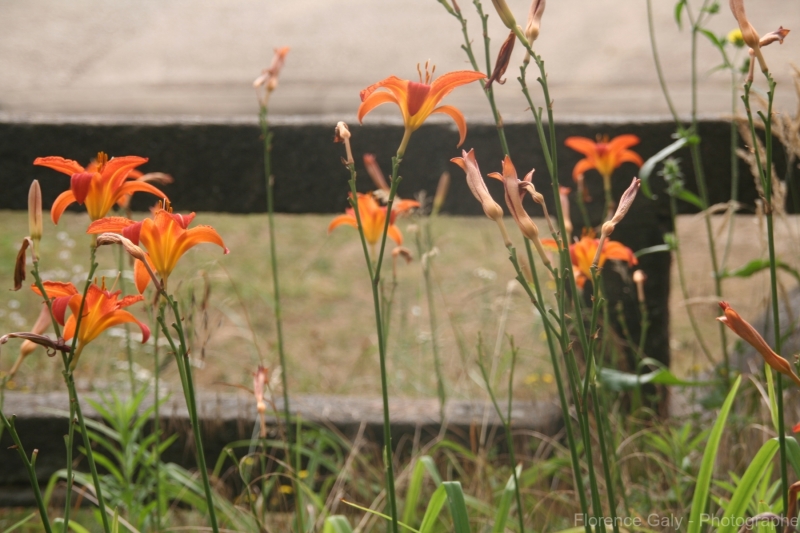 fleurs-orange