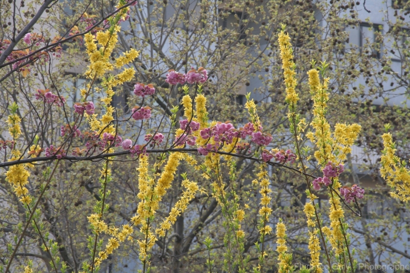 fleurs-rose-sur-fond-de-fleurs-jaunes