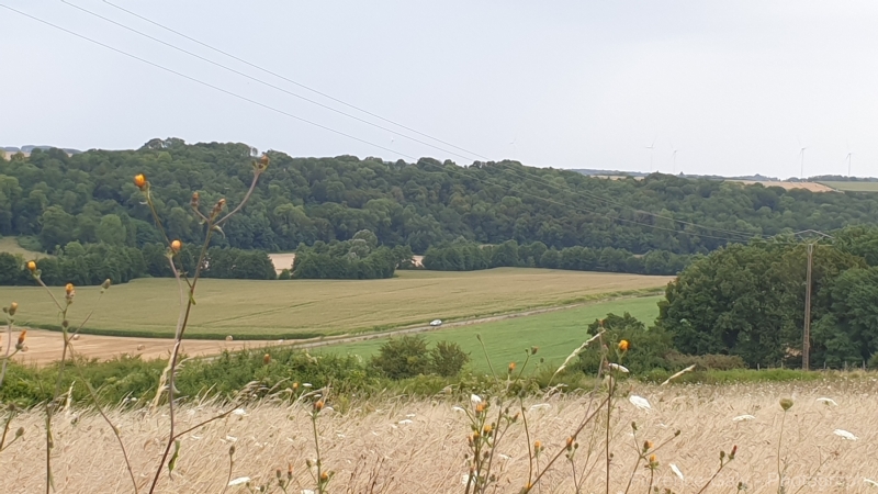 fleurs-sauvages-a-la-campagne