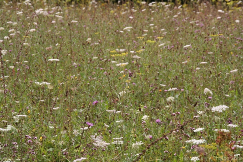 fleurs-sauvages