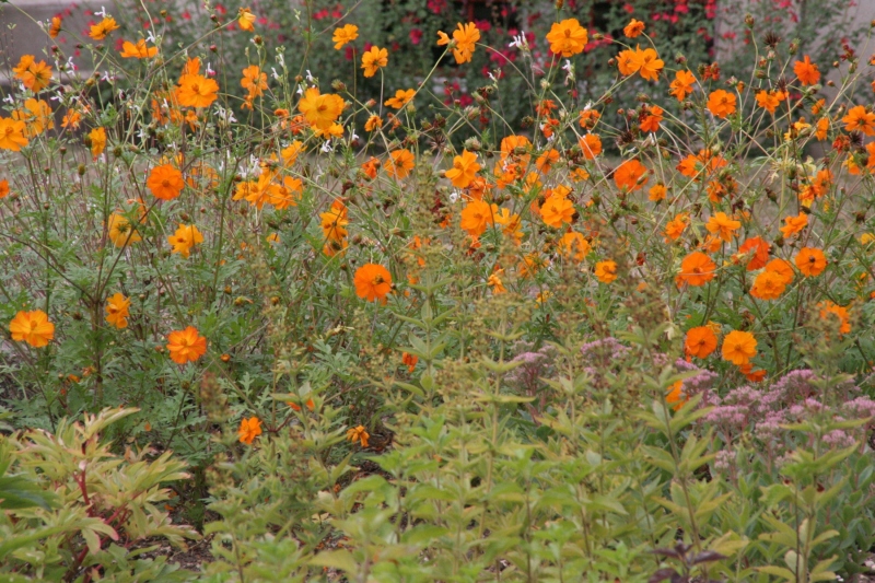 flore-sauvage-